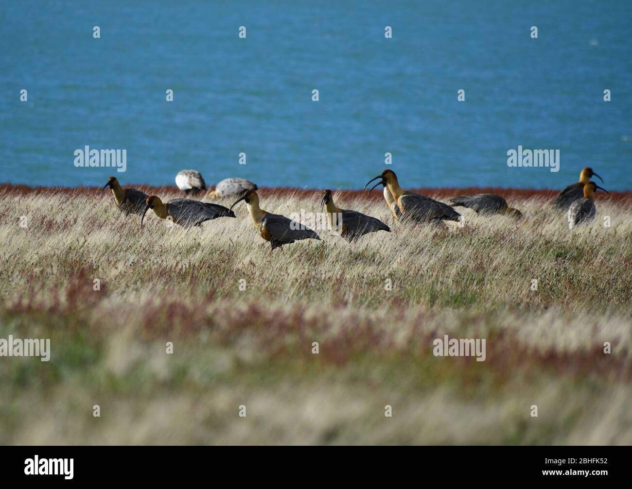 group of black-faced ibis (Theristicus melanopis) in their natural habitat in the wild of Argentina`s patagonia near El Calafate Stock Photo